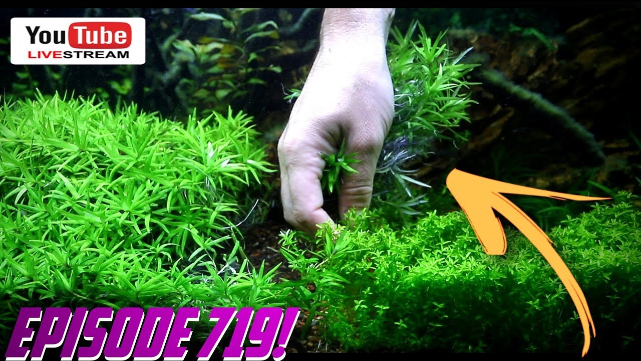 Episode 719! How to change your Aquascape in 10 minutes! YouTube