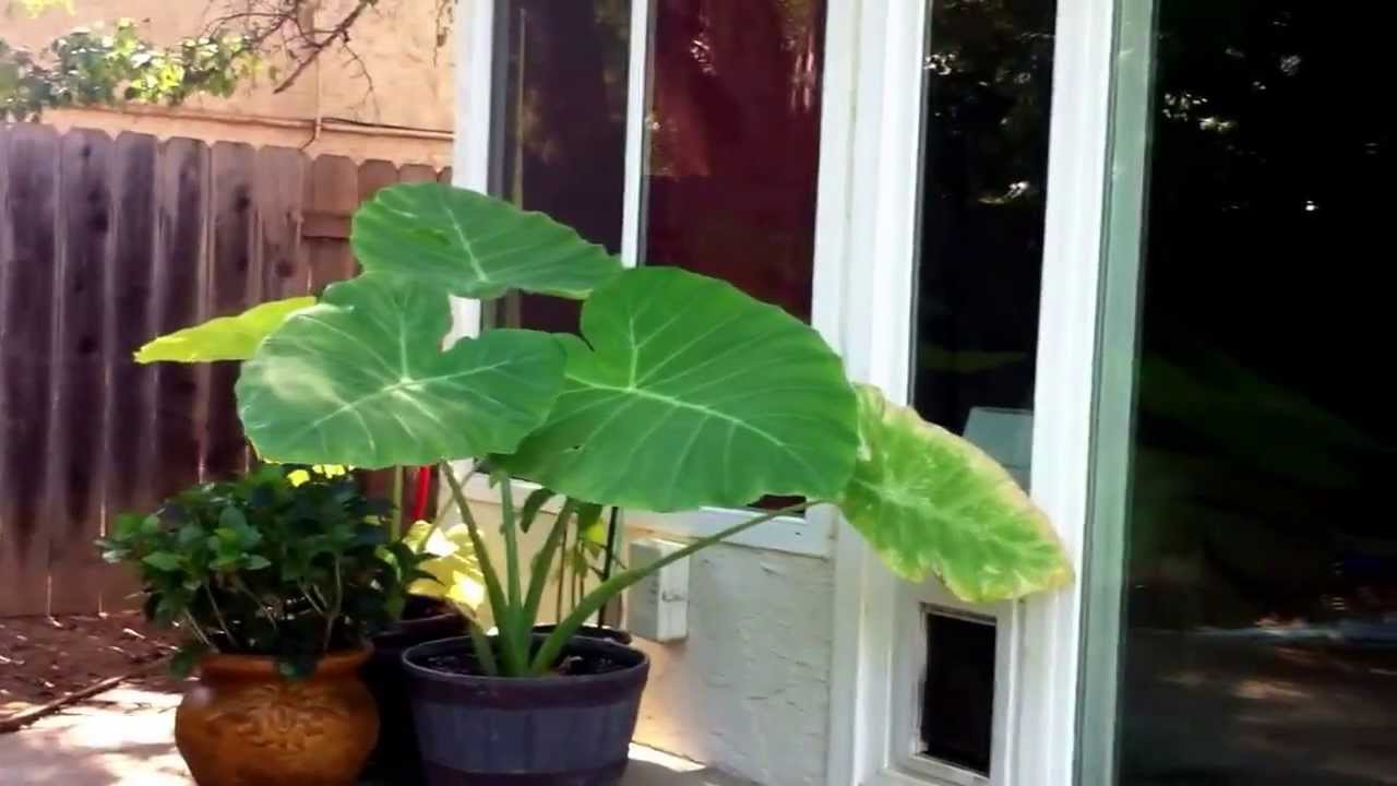 Elephant ear plant and the wind 