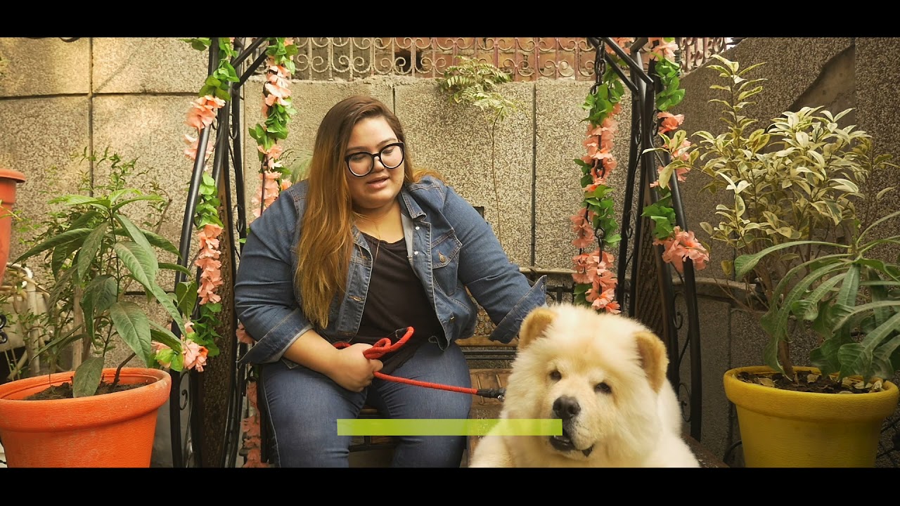 white chow chow dog price