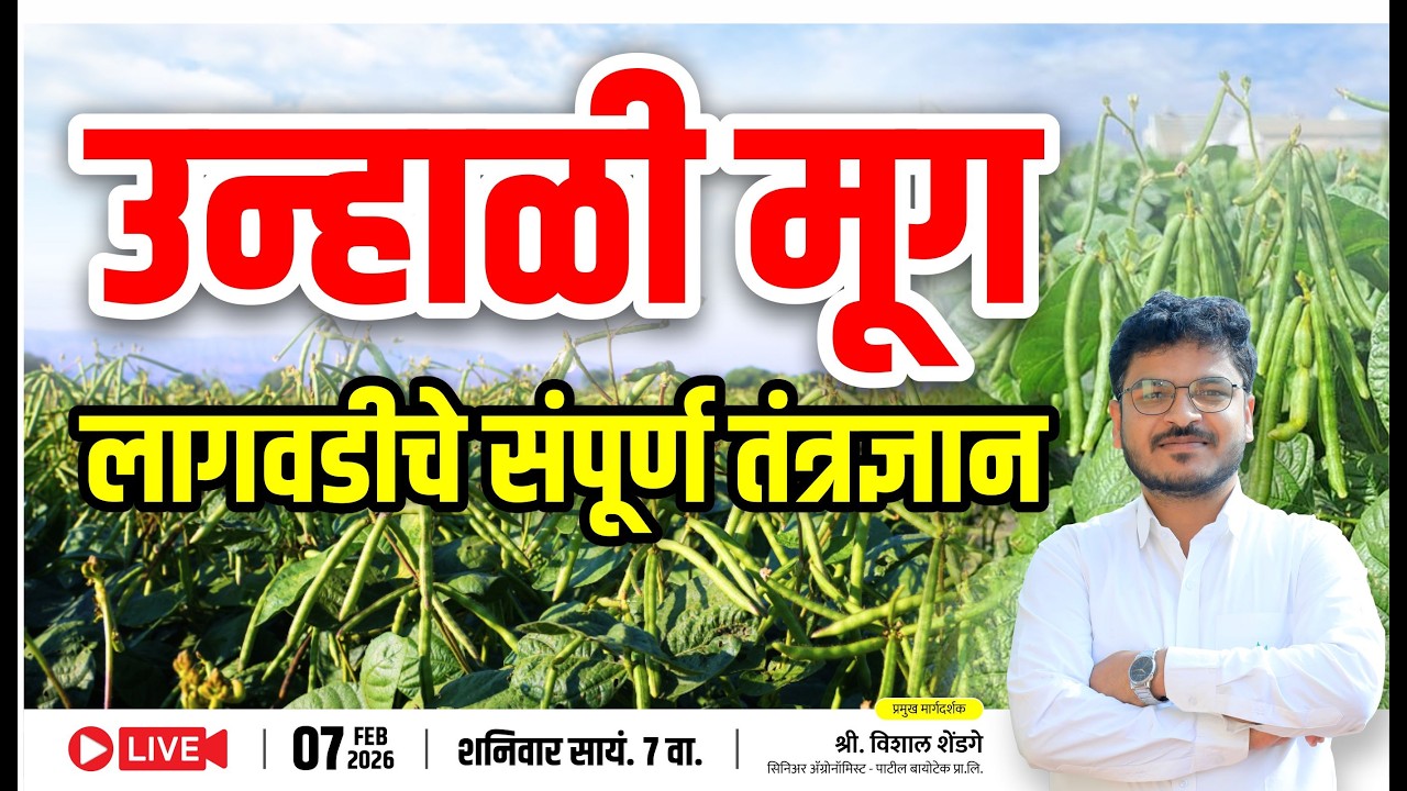 उन्हाळी मूग लागवडीचे संपूर्ण तंत्रज्ञान l  Unhali Mug Lagavdche Sanpurn Tantrajnan