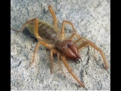 BÖĞÜ-SARI ÖMER tehlikelimidir? İnsanları ısırır mı? (Prof. Dr. Hüseyin ÇETİN) Camel spider