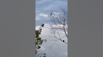 săn cồng cọc cho đỡ riềng