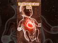 The Miracle You Never Knew #cardiovascular#insidebody#education#viralvideo#shorts #healthtips