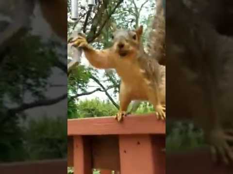 squirrel with almond rings 🔔