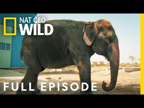 Operation Elephant Full Episode Jungle Animal Rescue