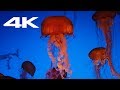 Relaxing Music Jellyfish Aquarium in 4K - Soothing Music for Meditation, or Drifting off to Sleep.