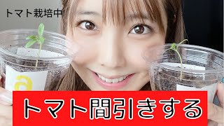 家庭菜園トマトの間引きをするだけの動画