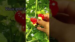 वायरस का tomato। Virus in tomato