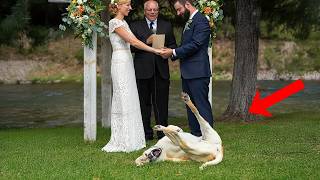 Animals Can’t Resist Stealing the Spotlight Everywhere They Go! 😂