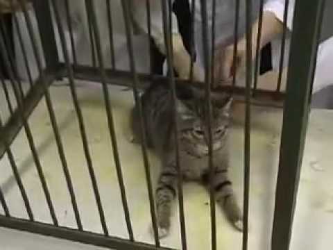 Имитация поражения фосфор органическими боевыми отравляющими веществами