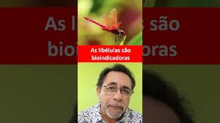 Liblulas Bioindicadoras