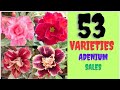 ADENIUM SALES " BF " 8547300884