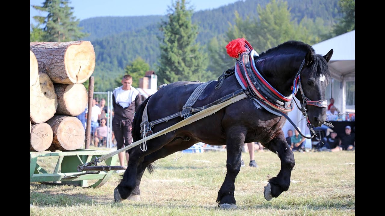 Част Втора от тазгодишното издание на турнира с коне от тежковозни породи с. Нова Махала, 20 август