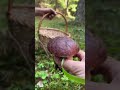 #boletus #funghi #porcini #seta #cogumelo #mushroom #ciuperci #pilze