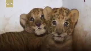 WOW..Ternyata Seperti Ini Cara Merawat Anak Macan Jinak