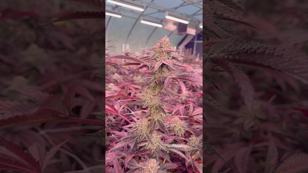 Pink Mixed Light…😮‍💨