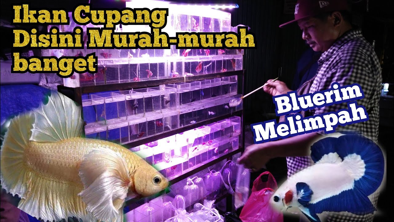 Walaupun hujan deras tetap semangat jualan ikan cupang