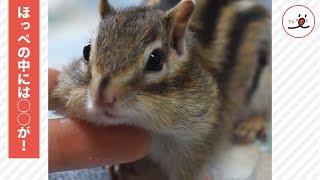 シマリスのぷっくりと膨らんだほっぺの中身は…【PECO TV】