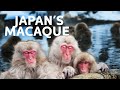 Japans unbelievable snow monkeys  art wolfes travels to the edge  all out wildlife