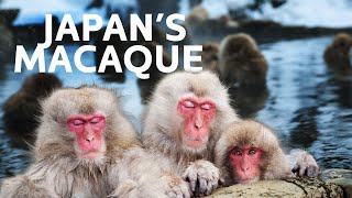 Japan's Unbelievable Snow Monkeys | Art Wolfe’s Travels to the Edge | All Out Wildlife by All Out Wildlife 577 views 2 months ago 46 minutes