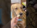 おいしいおかき#goldenretriever #ゴールデンレトリバー