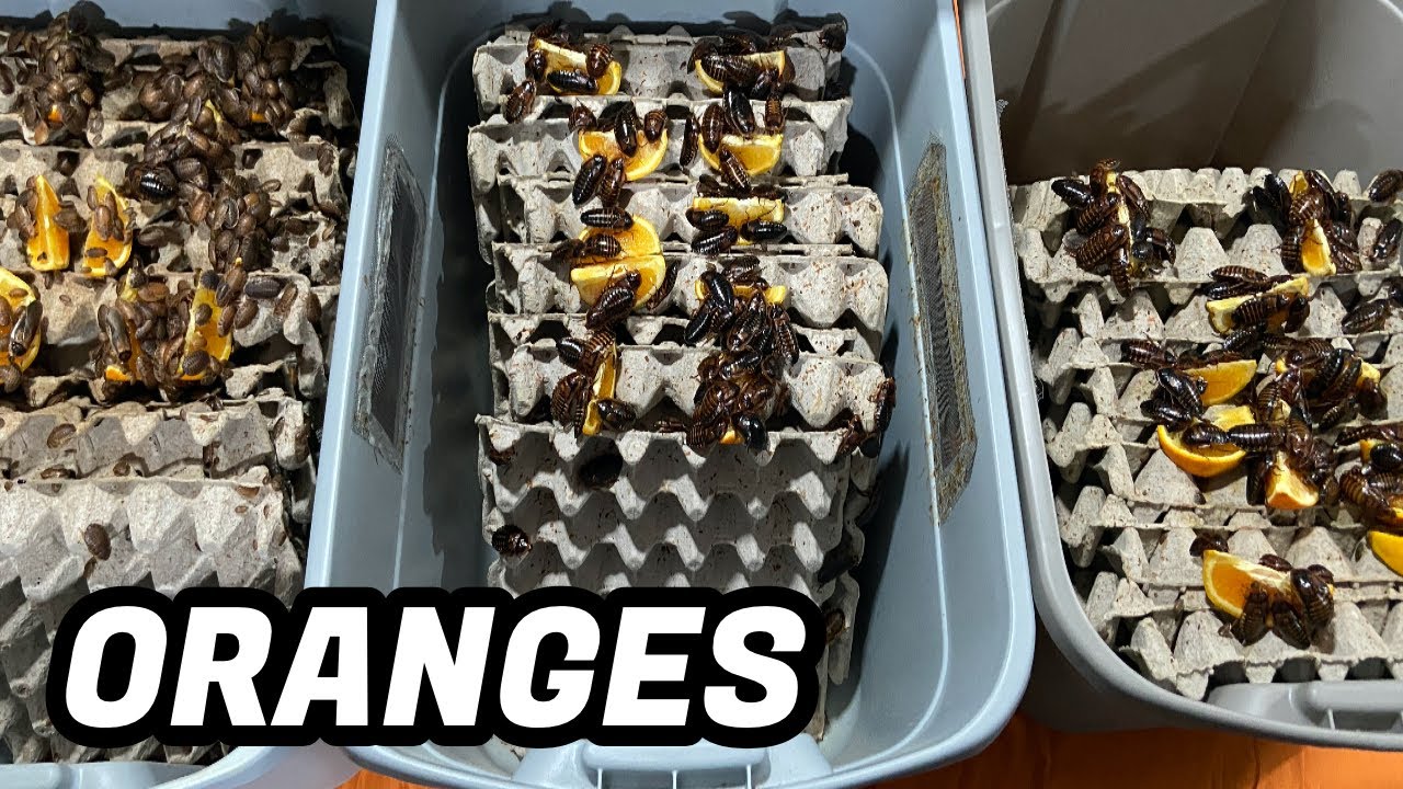 SHOULD YOU FEED ORANGES TO DUBIA ROACHES??? YouTube