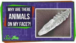 Why Are There Animals on My Face?! Why Are There Animals on My Face?!