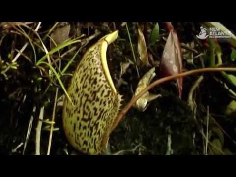 Vídeo: Las Plantas Se Han Convertido En Depredadores Debido Al 