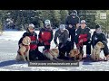 FEATURES: These Dogs Are Finding Hope Beneath The Snow