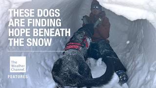 FEATURES: These Dogs Are Finding Hope Beneath The Snow