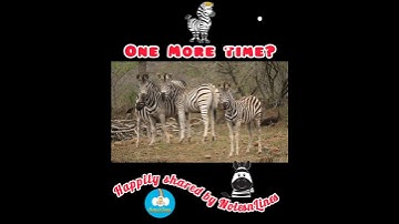 Thumbnail of Zebra Family Song!  #kidsvideo #animals #happy #fun #kidschannel #notesnlines #educational #bhfyp