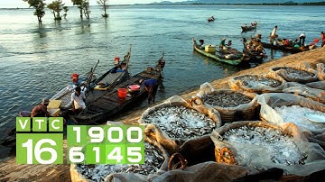 Cá linh mùa nước nổi: "Món quà" từ lũ | VTC16