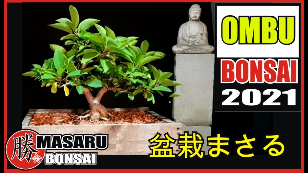 COMO HACER UN BONSAI DE OMBU SUPER FÁCIL!