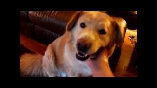 Don't Be Afraid to Adopt a Special Needs Pet....