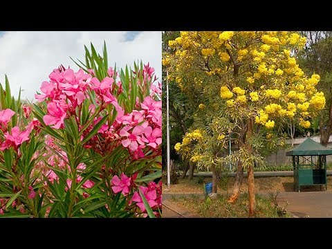 Bunga Jepun Oleander, Tanaman Hias Populer di Indonesia yang Ternyata Paling Mematikan