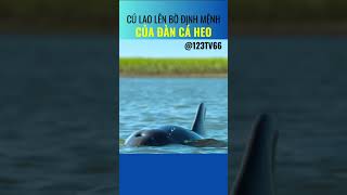 Chỉ chậm 1 giây, cá heo sẽ mắc cạn và chết