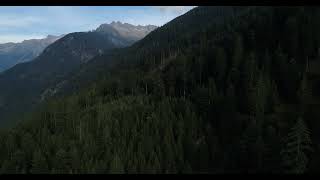 Aerial Footage Of Pine Trees