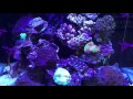 Dallas north aquarium  nano reef tanks