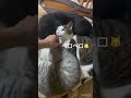 猫団子に手を突っ込んでみる#野良猫#保護猫#cat