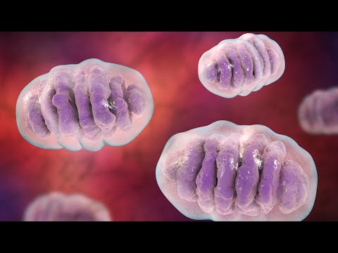 วีดีโอ: Mitochondria ผลิตพลังงานให้กับเซลล์ได้อย่างไร?