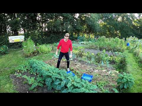 Video: Grünkohl ernten: Wie und wann man Grünkohl pflücken sollte