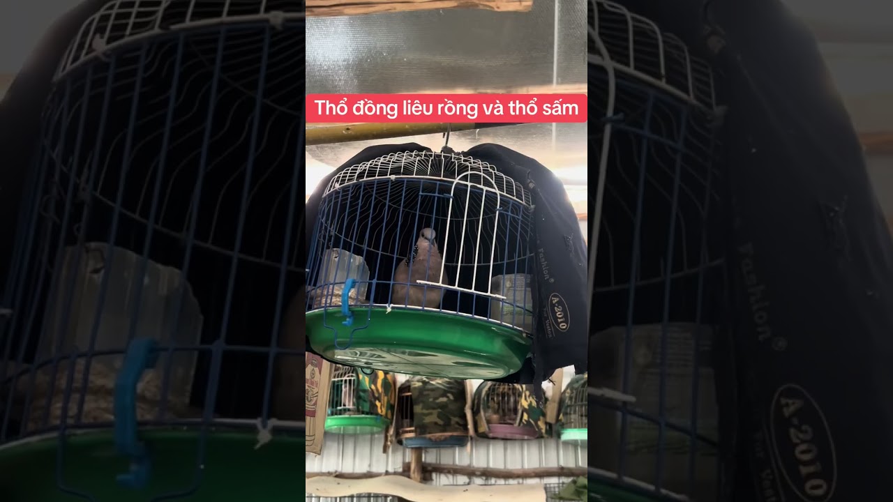 Yêu động vật.chim cảnh.chim cu gáy.      Thổ đồng liêu rồng và thổ sấm