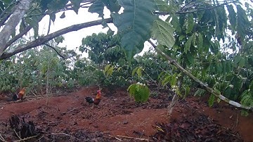 Bẫy gà rừng mới nhất16/1/ 2023,bán gà mồi .bán gà rừng rặc