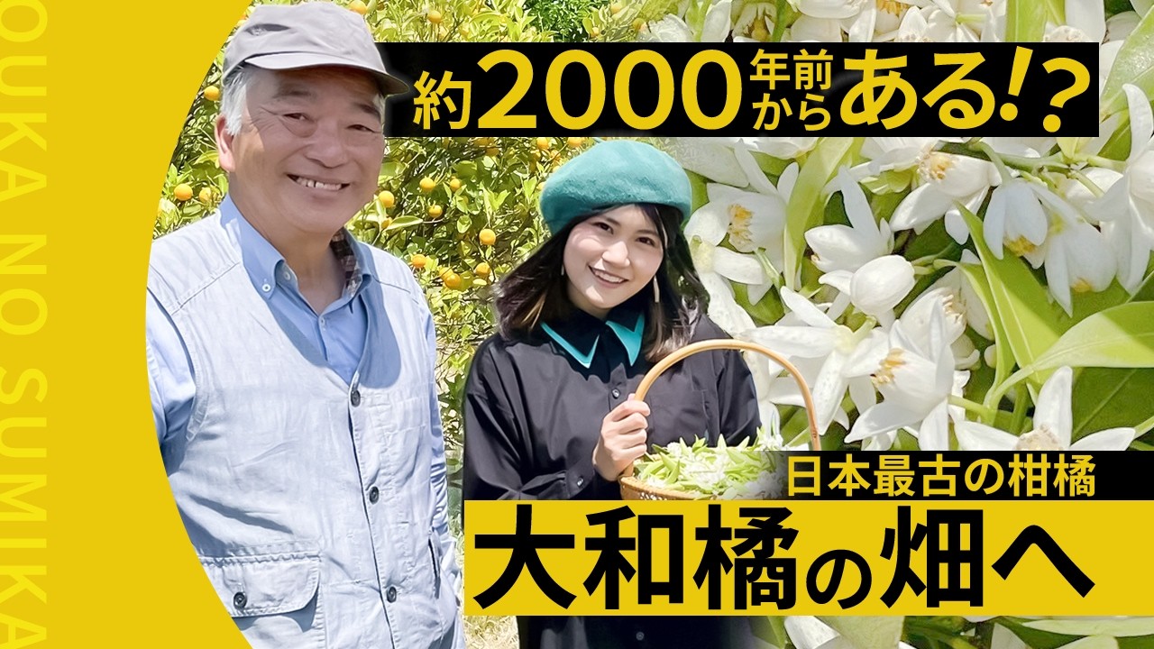 ジャスミン YouTube