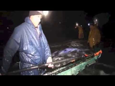 pesca de la angula