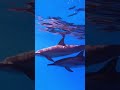 Dolphin 🐬 #shortvideo #dolphinshow #dolphindance
