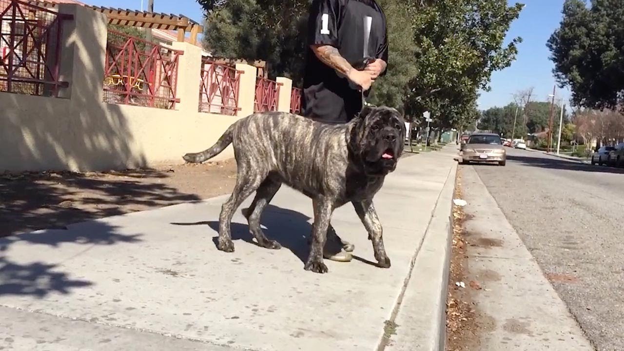 american molossus price