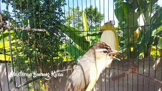 Opior Jambul / Prenjak daun Gacor Full Isian Mental Juara Sedang Mabuk Tetap Jos