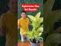 Aglonema tisu Sri Rezeki #tanamanhias #aglonema #aglonematisu #srirezeki #tanaman #racunshopee