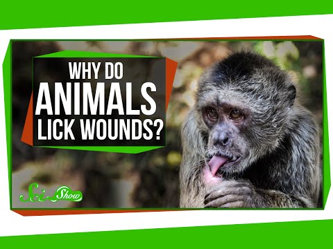 Why Do Animals Lick Their Wounds?